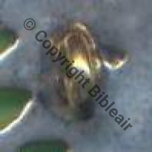 124 FAUX SPA.124  MADE IN USA DOS Anneau NEUF Src.Y.GENTY 